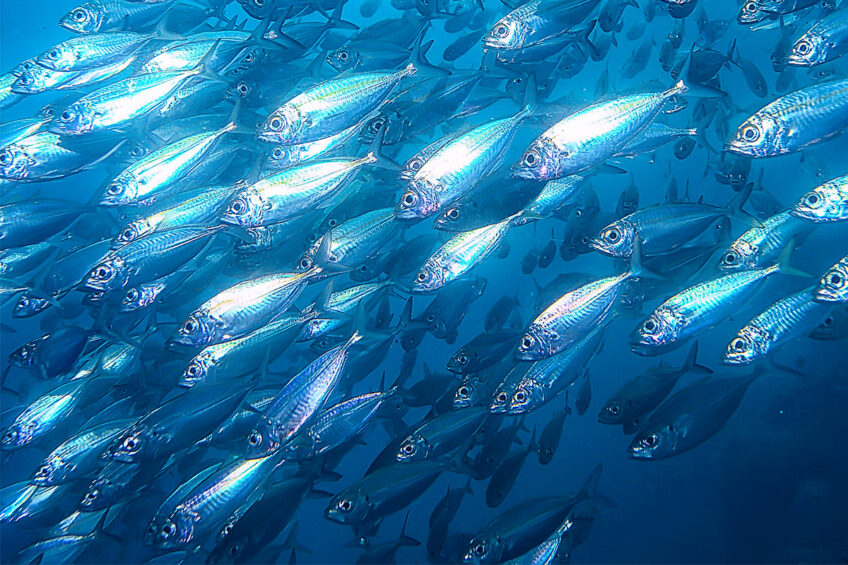 With innovative products like YeaMOS leading the way, the future of aquaculture looks bright. Photo: Angel Yeast