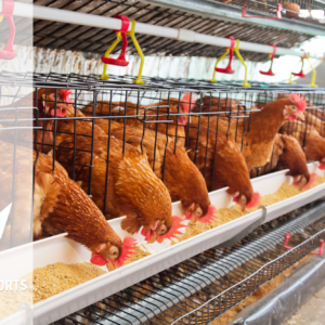 Exports may decline under the pressure of booming demand from the domestic feed industry. Photo: Canva