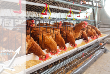 Exports may decline under the pressure of booming demand from the domestic feed industry. Photo: Canva