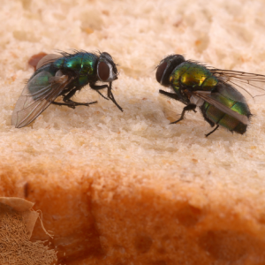 “Inside the Safe Insects project: Revolutionising insect feed”