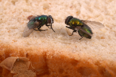“Inside the Safe Insects project: Revolutionising insect feed”