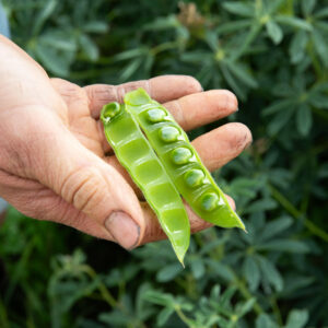 Lupin as a feed ingredient offers a complete amino acid profile and has a protein level similar to soybean. Photo: Ronald Hissink