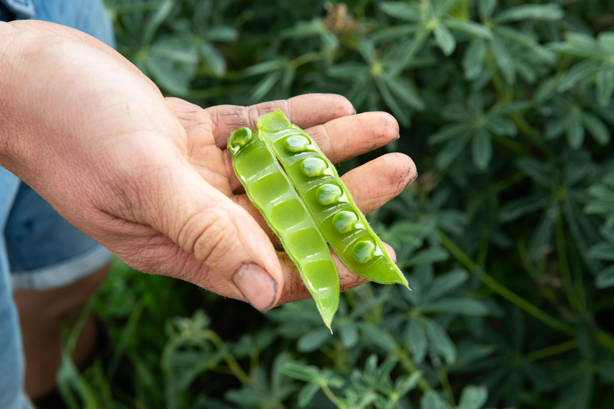 Lupin feed guide gives nutritional and processing insights