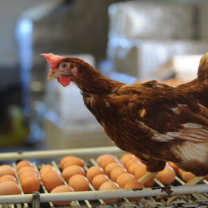 Novel protein sources for sustainable egg production