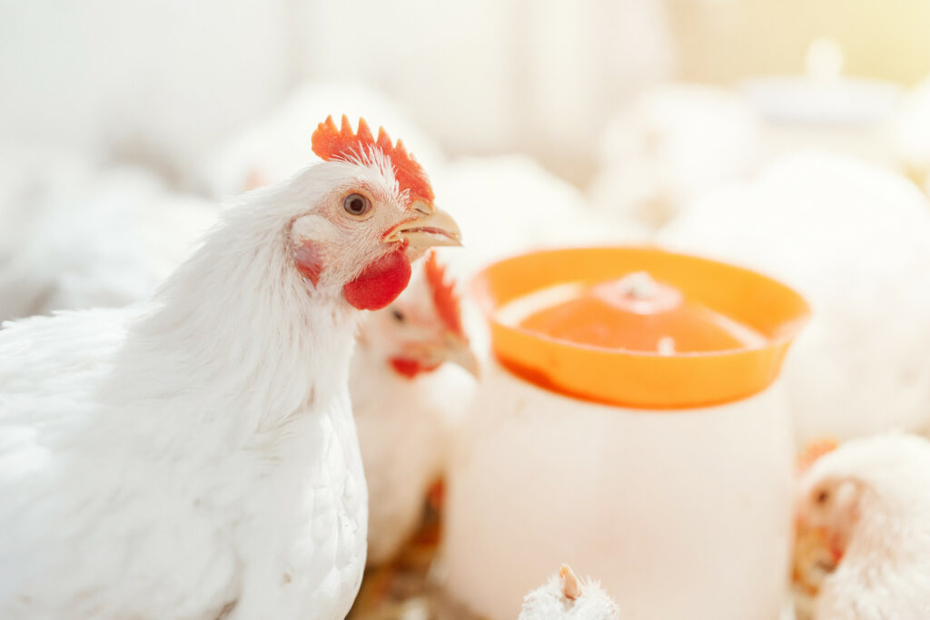 Digital twins allow to predict broiler performance under different genetic, environmental, and nutritional conditions for example. Photo: Trouw Nutrition