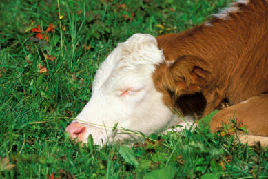 By harnessing natural bioactive compounds of Melissa officinalis, sustainable strategies can be developed to support animal resilience and performance in increasingly stressful environmental conditions, including heat. Photo: Natac Biotech