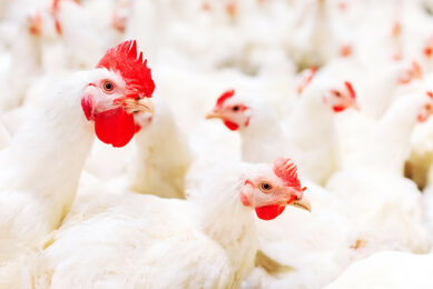 The addition of YeaFerm EX100 to poultry diets proves to be an effective strategy for improving growth performance, boosting disease resistance, and enhancing overall productivity. Photo: Angel Yeast