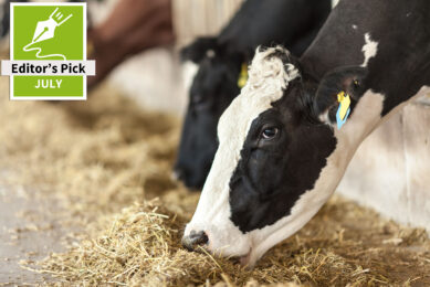 Smart feeding: How specific amino acids support cattle in hot climates