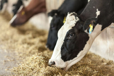 Heat-stressed ruminants could benefit from increases in the post-ruminal supply of amino acids such as arginine, cysteine, leucine, lysine, and methionine. Photo: Canva