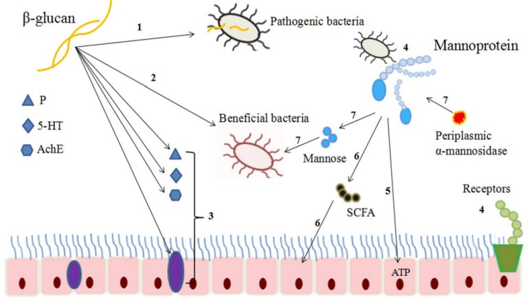 Source: Liu Y, Wu Q, Wu X, et al. Structure, preparation, modification, and bioactivities of β-glucan and mannan from yeast cell wall: A review[J]. International journal of biological macromolecules, 2021, 173: 445-456.