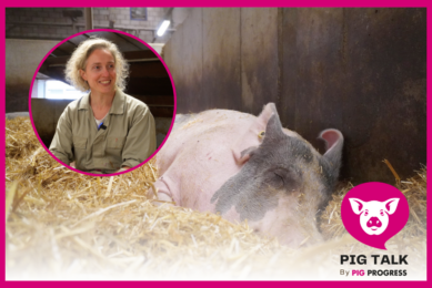 Video: How to treat heat stress in pigs