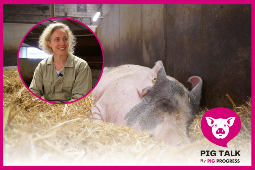 Video: How to treat heat stress in pigs