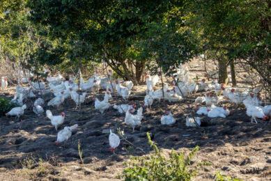 In nature, layers have the tendency to prevent heat stress, whereas in more intensive production systems they need some support to cope with heat. Photo: Koos Groenewold