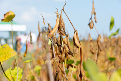 Soybeans in the field prior to processing. Photo: Jan Willem Schouten