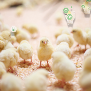 Marine ingredients in the form of fishmeal are considered among the most nutrient-rich feed options for young terrestrial animals, like chicks. Photo: Canva