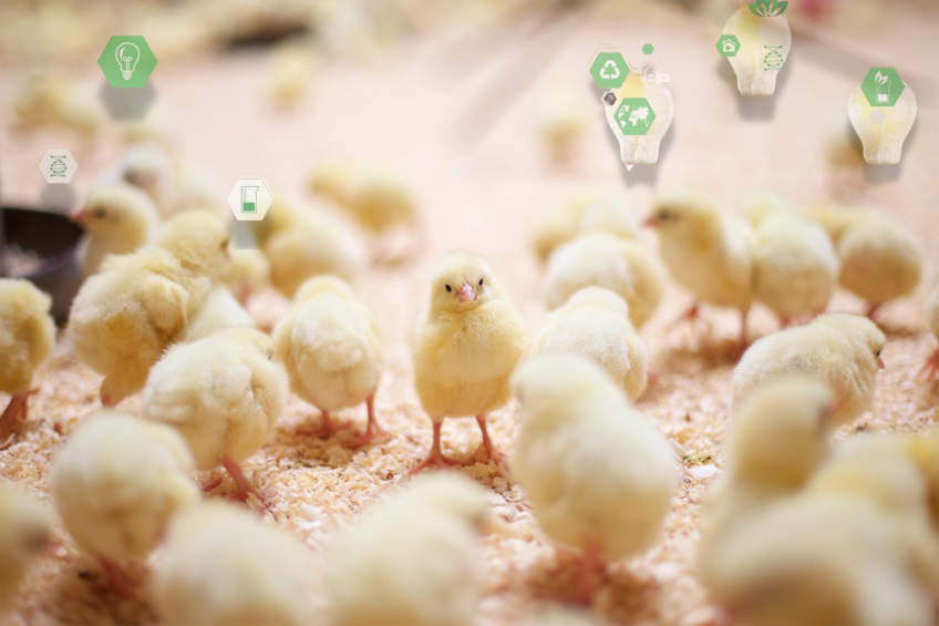 Marine ingredients in the form of fishmeal are considered among the most nutrient-rich feed options for young terrestrial animals, like chicks. Photo: Canva
