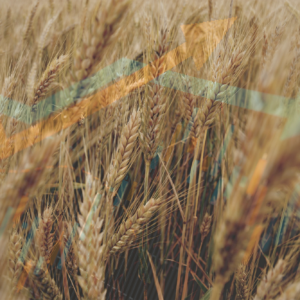Wheat markets react to drone strike in Russia and China demand slump