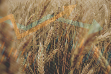 Wheat markets react to drone strike in Russia and China demand slump