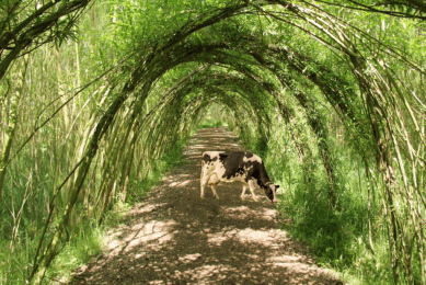 Researchers say willow leaves have the potential to drastically reduce ammonia and nitrous oxide emissions from cattle farming. Photo: Canva