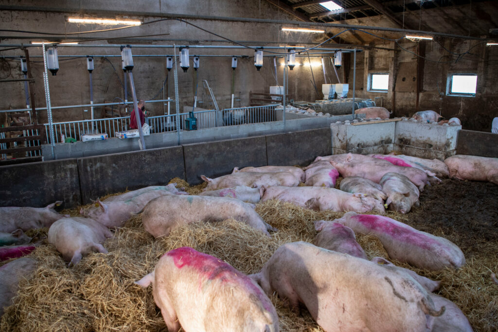 Sows in the house with straw bedding, with the feeding stations visible in the back. Photo: Mark Pasveer
