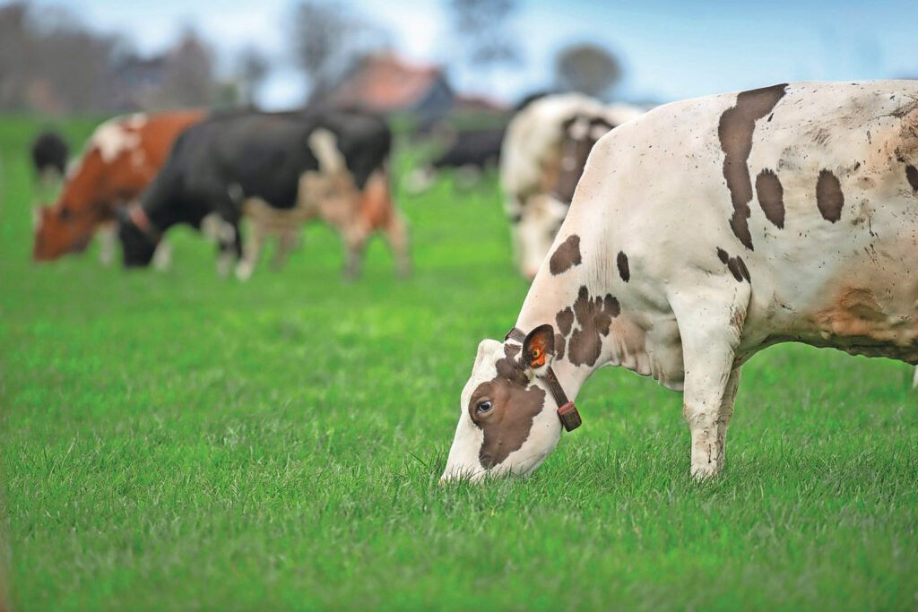 Grazing is an important component within the Better Life mark. For 1 star, 120 days is mandatory; for 2 stars, 150 days and 3 stars, 180 days. There are also requirements regarding sowing of herb mixes. Photo: Mark Pasveer