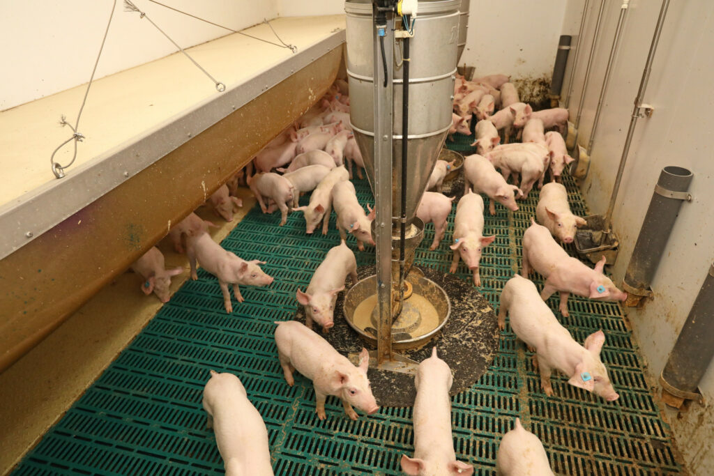 1 of the 2 units with extra care for the smallest grower pigs.