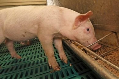 The weaner pigs receive 4 different diets in the grower facility.