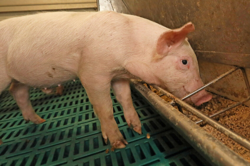 The weaner pigs receive 4 different diets in the grower facility.