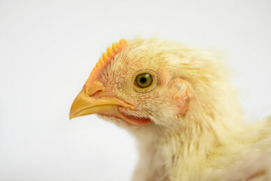 Poultry producers face increasing pressure to operate more efficiently and sustainably. What does this mean for Ca and P supplementation? Photo: Shutterstock