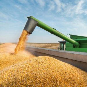 Analysts warn that the global grain market - already sensitive to weather, war and geopolitics - could face a cascade of disruptions due to tariffs. Photo: MAPA