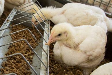 An in vivo study investigated the potential beneficial effects of the bioactive compounds of BSFL on broilers under heat stress conditions. Photo: Koos Groenewold.