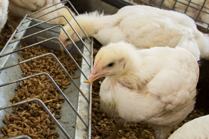 An in vivo study investigated the potential beneficial effects of the bioactive compounds of BSFL on broilers under heat stress conditions. Photo: Koos Groenewold.