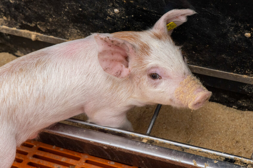 The goal of a feeding strategy should be to promote a consistent intake pattern. Photo: Koos Groenewold