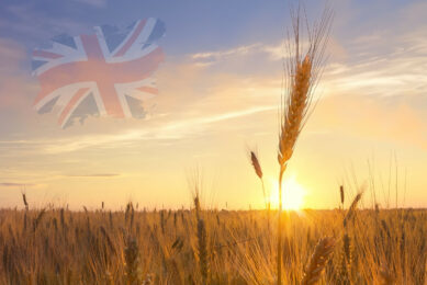 UK winter wheat harvest: lower yields but higher protein