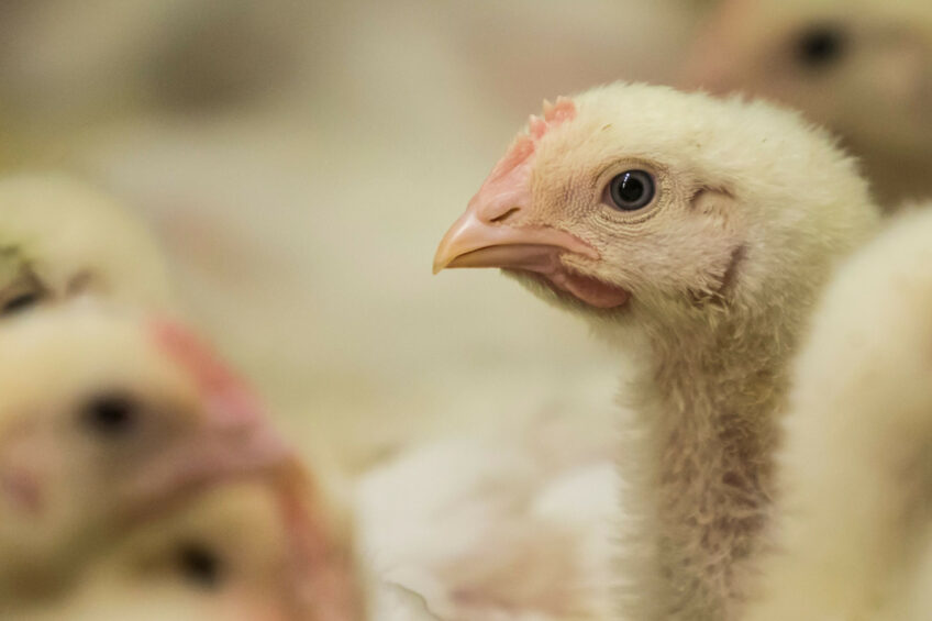 Through synergistic actions, Varium provides a holistic, sustainable approach to managing bacterial enteritis, compared to relying on antibiotics. Photo: Bertil van Beek