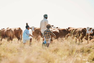 The yeast improves the rumen microenvironment and enhances the resilience of the rumen microbiota. Photo: Angel Yeast