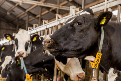 The primary cause of trace mineral over-supplementation on dairy farms is a failure to account for the trace minerals in the forages and byproducts included in the basal ration Photo: Anny van der Meer