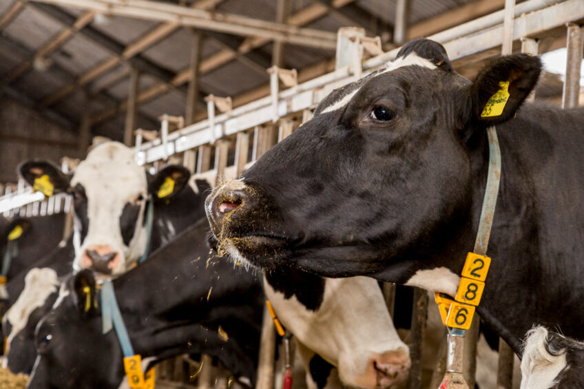 The primary cause of trace mineral over-supplementation on dairy farms is a failure to account for the trace minerals in the forages and byproducts included in the basal ration Photo: Anny van der Meer