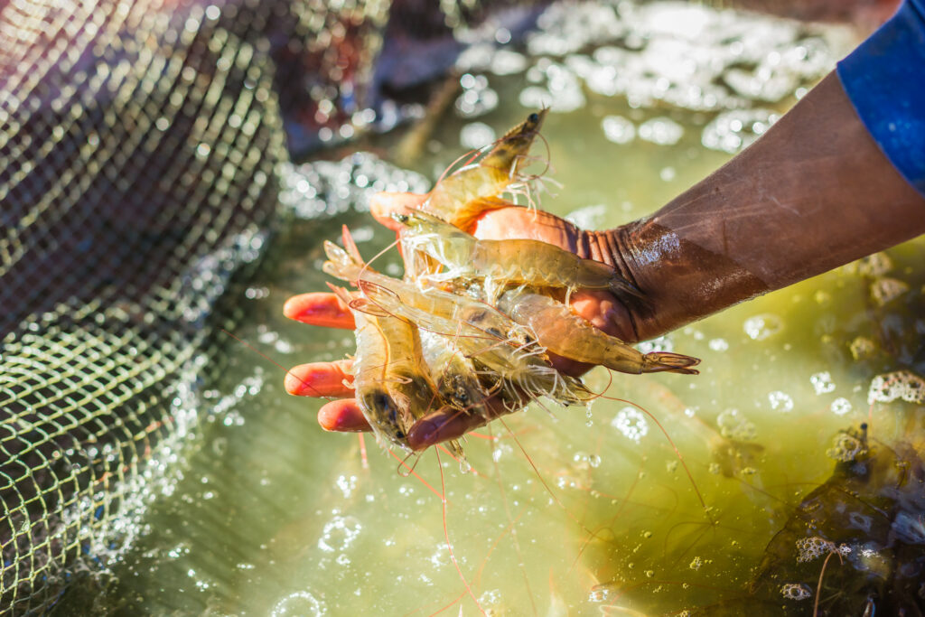 Boosting the innate immune system is one of the most important strategies to avoid high mortalities in shrimp production.
